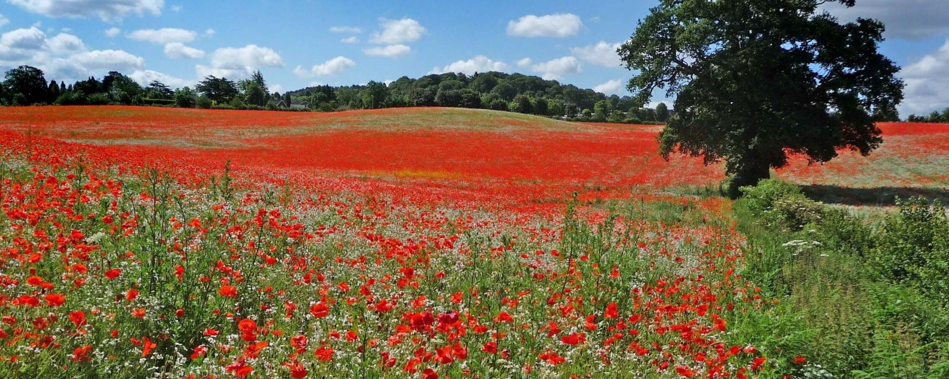 The Poppy Appeal 2023