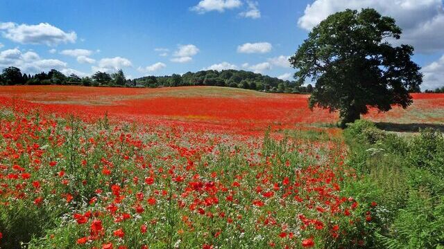 The Poppy Appeal 2023